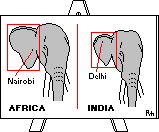 ELEPHANTS